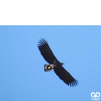 گونه عقاب دریایی دم سفید White tailed Eagle